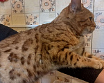 Кошки в Змеиногорске: Бенгальская кошка, 15 000 руб. - фото 5