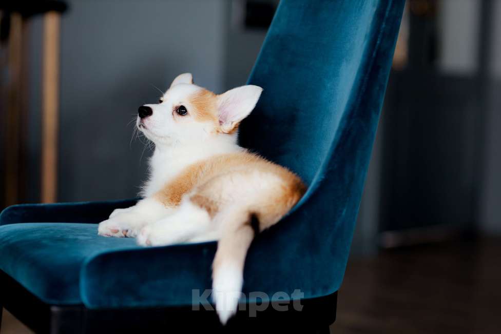 Собаки в Москве: вельш корги пемброк щенок Девочка, 80 000 руб. - фото 2