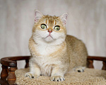 Кошки в Нижнем Новгороде: Шотландская золотая Кошка Девочка, 5 000 руб. - фото 4