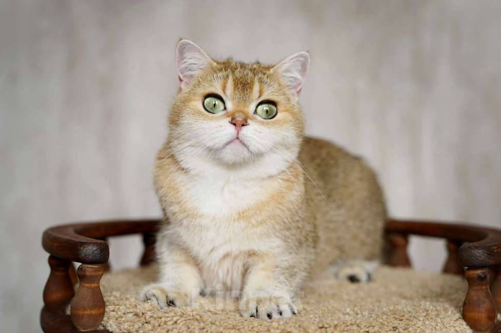 Кошки в Нижнем Новгороде: Шотландская золотая Кошка Девочка, 5 000 руб. - фото 4