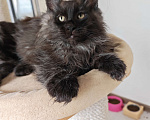 Кошки в Павловском Посаде: Мейн-кун мальчик 2 месяца Мальчик, 37 000 руб. - фото 3