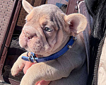 Собаки в Москве: Французский бульдог мальчик Мальчик, 100 000 руб. - фото 3