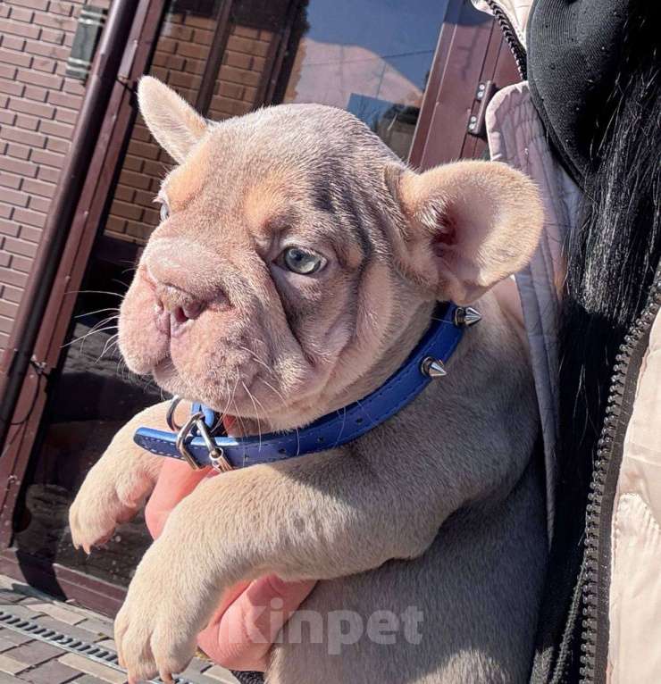 Собаки в Москве: Французский бульдог мальчик Мальчик, 100 000 руб. - фото 3