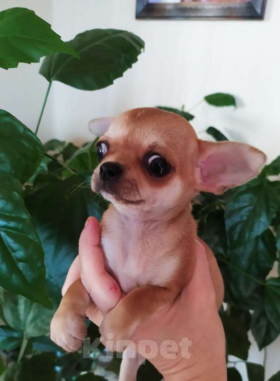 Собаки в Москве: Рыжая небольшая красавица  Девочка, 60 000 руб. - фото 7