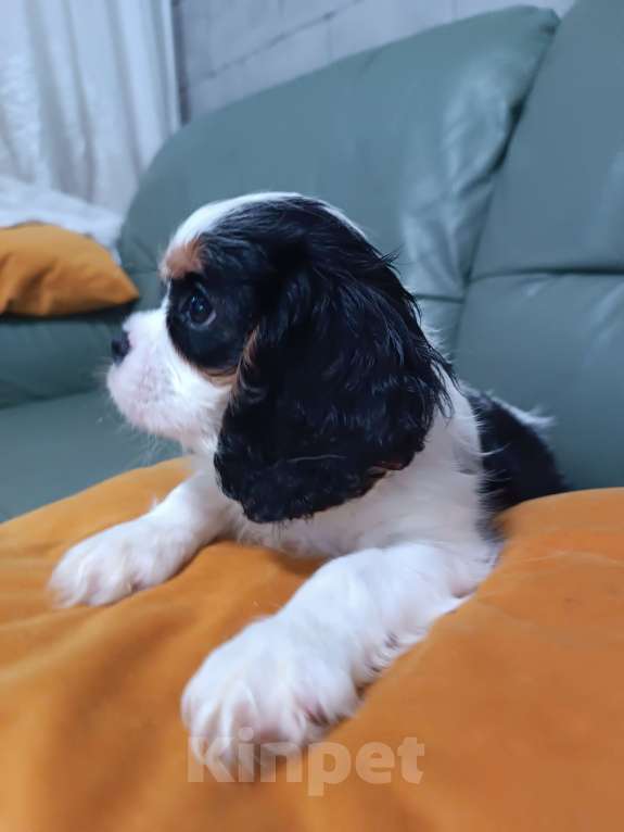 Собаки в Екатеринбурге: Продаю щенка  Мальчик, 100 000 руб. - фото 9