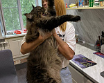 Кошки в Липецке: Котята Мейн-кун Девочка, 20 000 руб. - фото 5