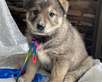 Собаки в других городах Московской области: Хамзатик метис овчарки Мальчик, Бесплатно - фото 3