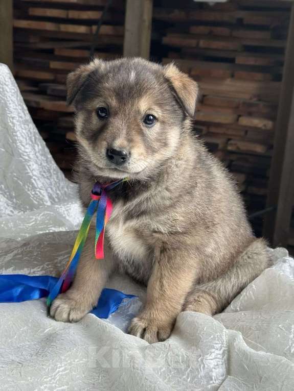 Собаки в других городах Московской области: Хамзатик метис овчарки Мальчик, Бесплатно - фото 3