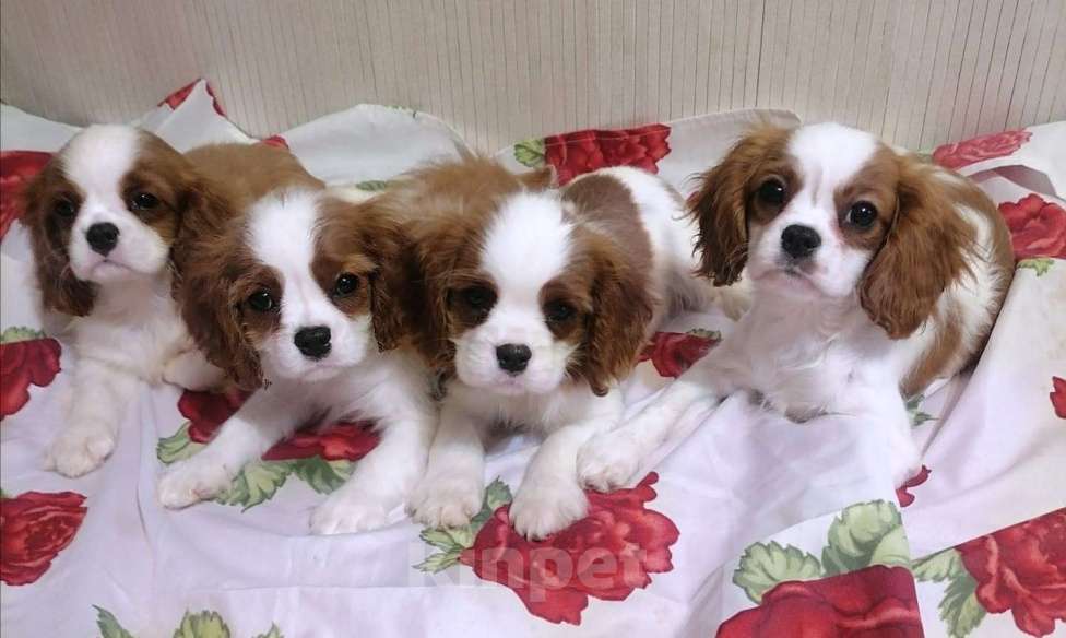 Собаки в Москве: Щенки Кавалер Кинг Чарльз спаниель 3 мес. Мальчик, 70 000 руб. - фото 3