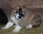 Собаки в Москве: Роскошная тигрица (щенок САО, алабай)  Девочка, Бесплатно - фото 2