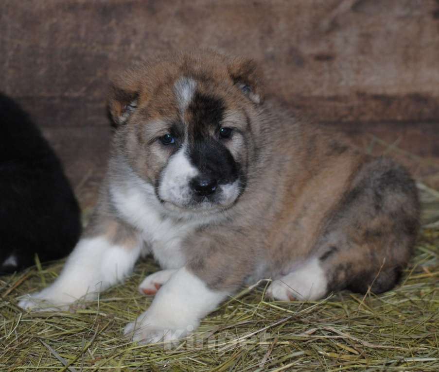 Собаки в Москве: Роскошная тигрица (щенок САО, алабай)  Девочка, Бесплатно - фото 2