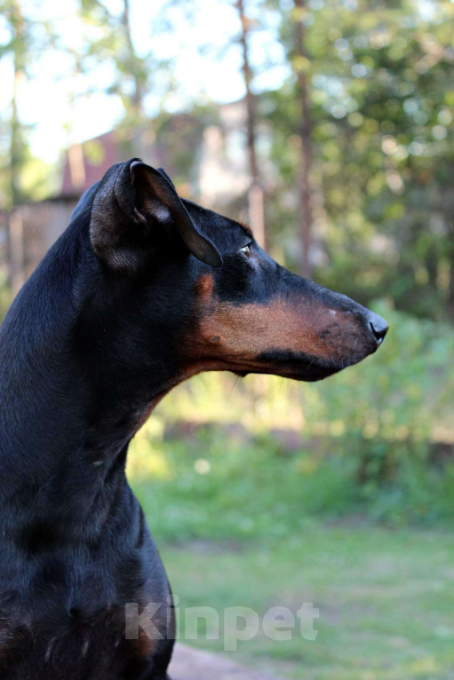 Собаки в Москве: Манчестерский терьер щенки  Мальчик, Бесплатно - фото 2