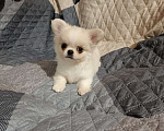 Собаки в Курске: Мальчик чихуахуа Мальчик, 25 000 руб. - фото 2