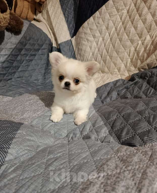 Собаки в Курске: Мальчик чихуахуа Мальчик, 25 000 руб. - фото 2