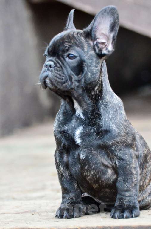 Собаки в Старом Купавне: Французский товарищ Мальчик, 40 000 руб. - фото 5