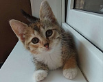Кошки в Москве: Милый котенок в дар Девочка, Бесплатно - фото 2