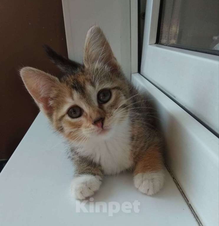 Кошки в Москве: Милый котенок в дар Девочка, Бесплатно - фото 2