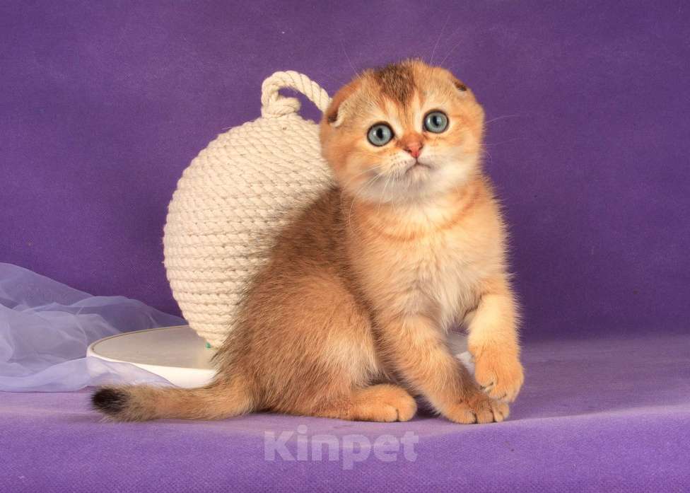Кошки в Санкт-Петербурге: Золотой мальчик скоттиш фолд Мальчик, 45 000 руб. - фото 3
