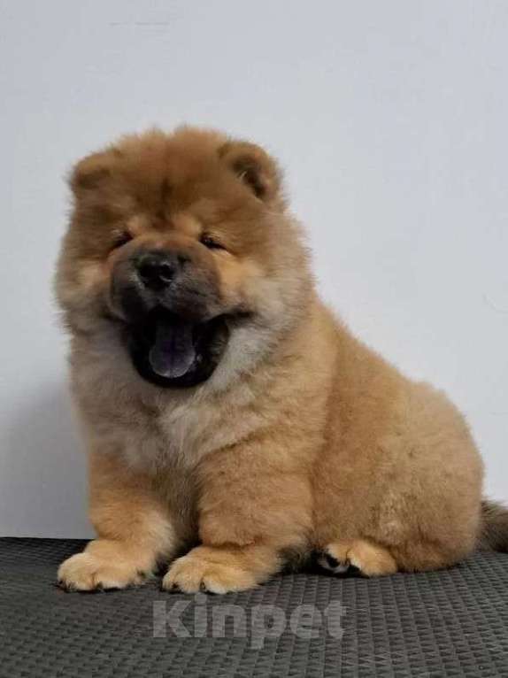 Собаки в Екатеринбурге: Щенок чау чау мальчик  Мальчик, Бесплатно - фото 2