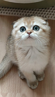 Котенок золотого окраса.