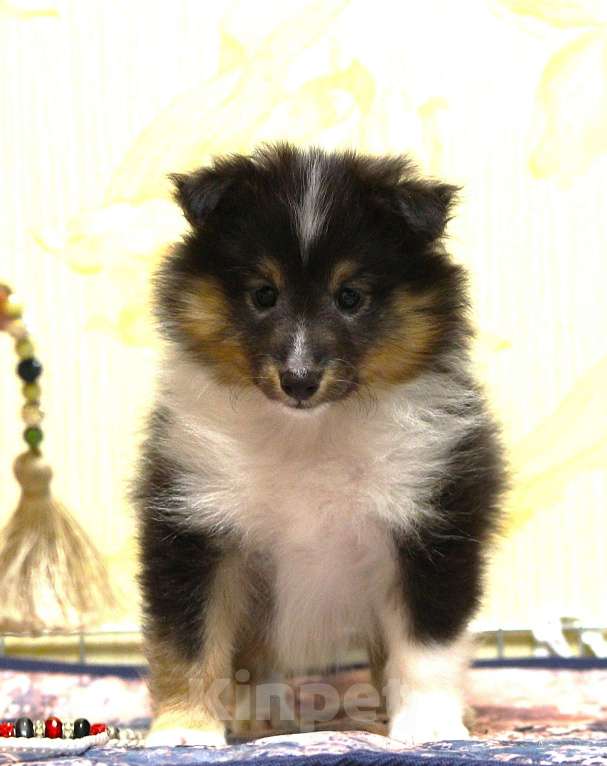 Собаки в Вологде: Очаровательная сука шелти Девочка, Бесплатно - фото 6