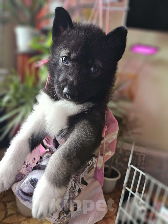 Собаки в Воронеже: Мальчик Сибирского хаски Мальчик, Бесплатно - фото 1