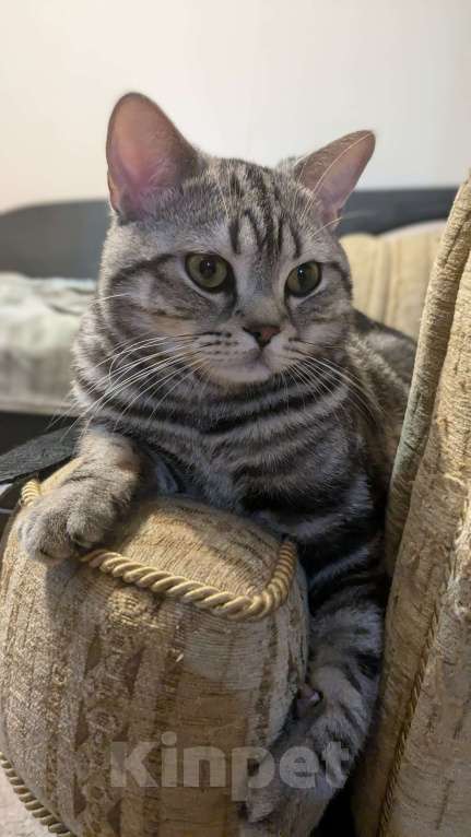 Кошки в Москве: Шотландский мраморный кот на вязку Мальчик, 3 000 руб. - фото 2