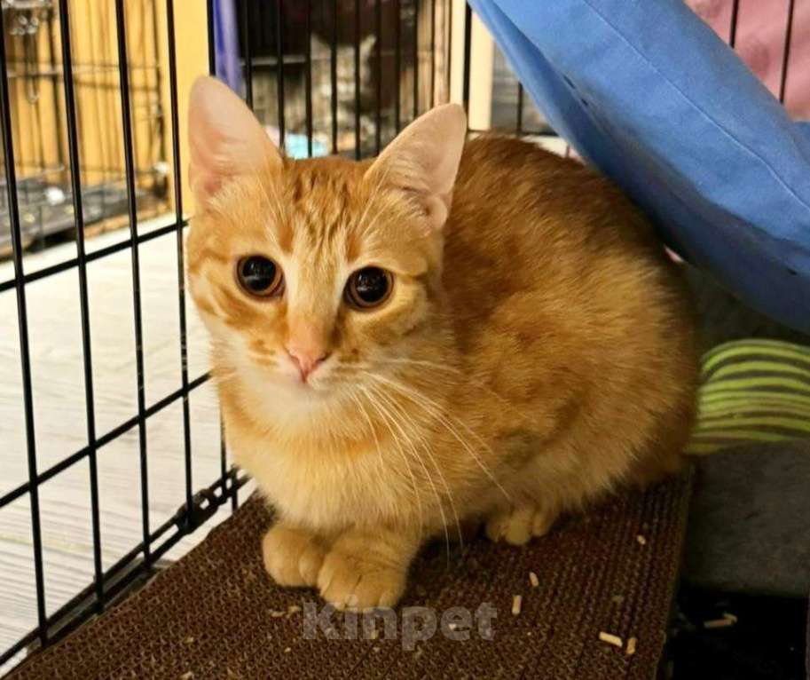 Кошки в Москве: Шикарный юный котик Янтарь в добрые руки  Мальчик, Бесплатно - фото 2
