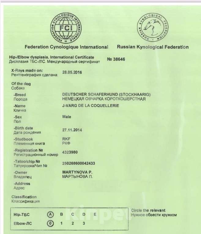 Собаки в Орле: Щенки немецкой овчарки Мальчик, 50 000 руб. - фото 7