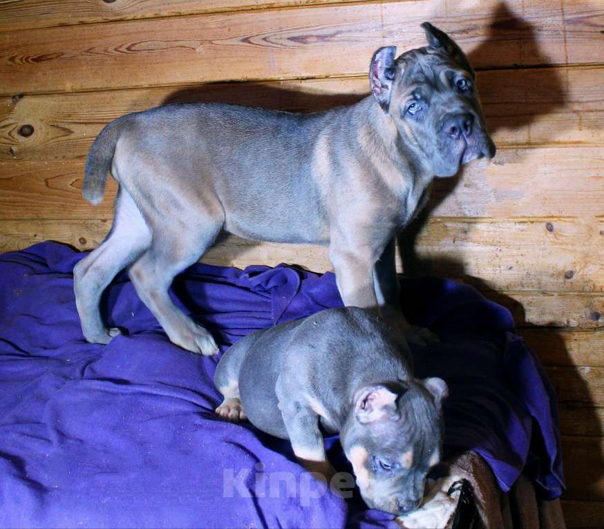 Собаки в Москве: Кане корсо девочка форментино  Девочка, 80 000 руб. - фото 5