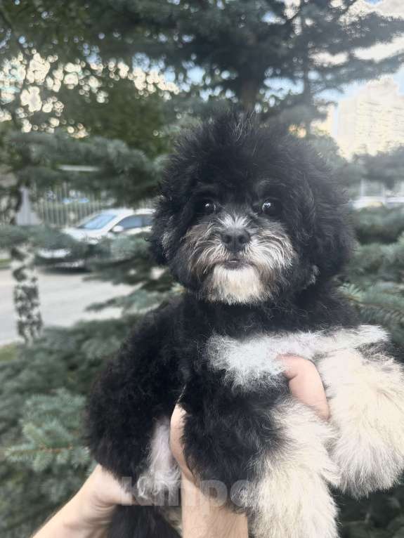 Собаки в Москве: Мальтипу f1 мини Девочка, 80 000 руб. - фото 3