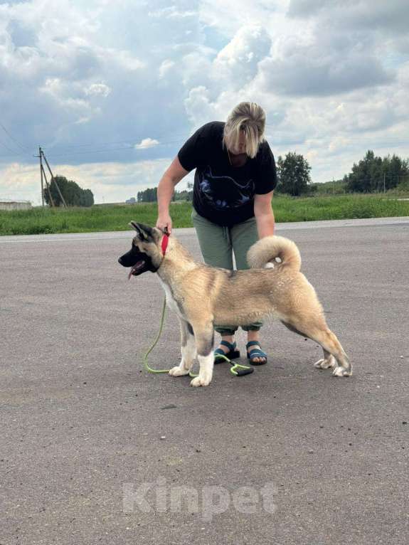 Собаки в Уфе: Акита Американская  Девочка, 40 000 руб. - фото 2
