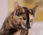 Кошки в Москве: Котенок в добрые руки Девочка, Бесплатно - фото 8