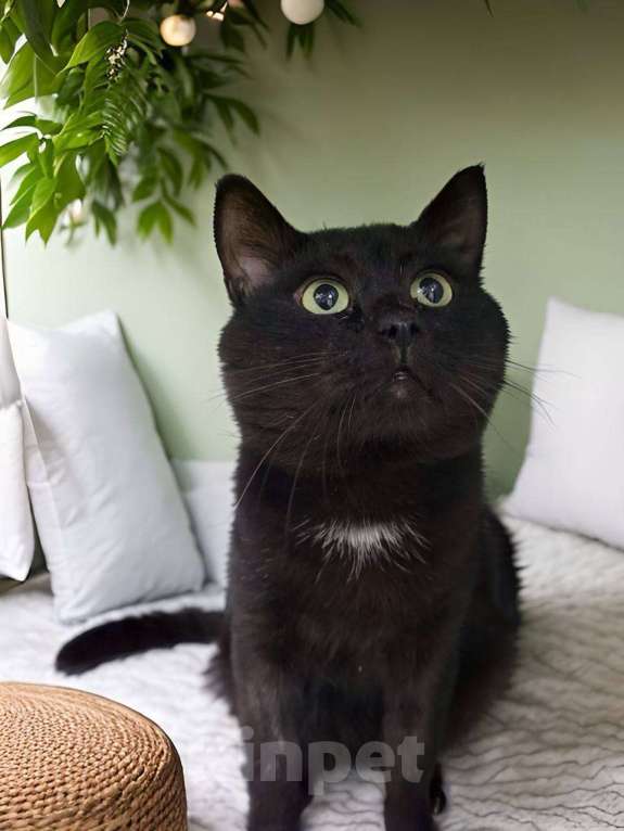 Кошки в Москве: Подарите дом Ласкуше Мальчик, Бесплатно - фото 7