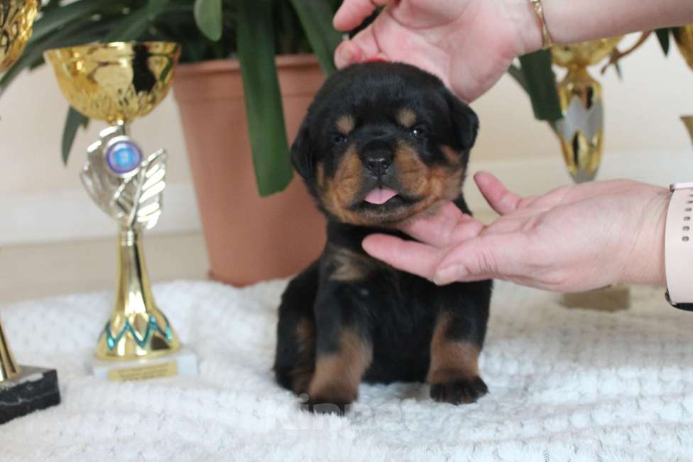 Собаки в других городах Ленинградской области: Питомник "АЛАГРОС" предлагает щенков ротвейлера Девочка, 55 000 руб. - фото 8