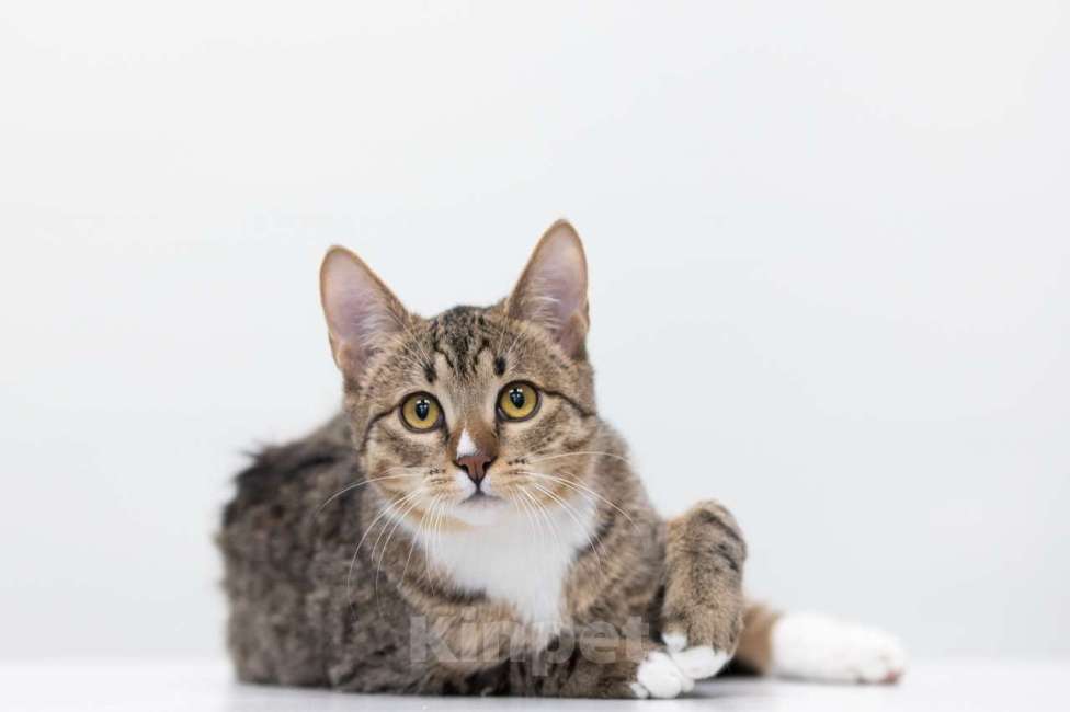 Кошки в Москве: Джонни Мальчик, Бесплатно - фото 7