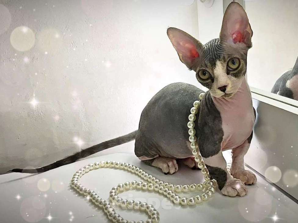Кошки в Екатеринбурге: Канадский сфинкс котенок  Мальчик, 60 000 руб. - фото 3