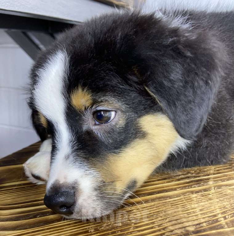 Собаки в других городах Московской области: Щенки Австралийской овчарки Девочка, Бесплатно - фото 2