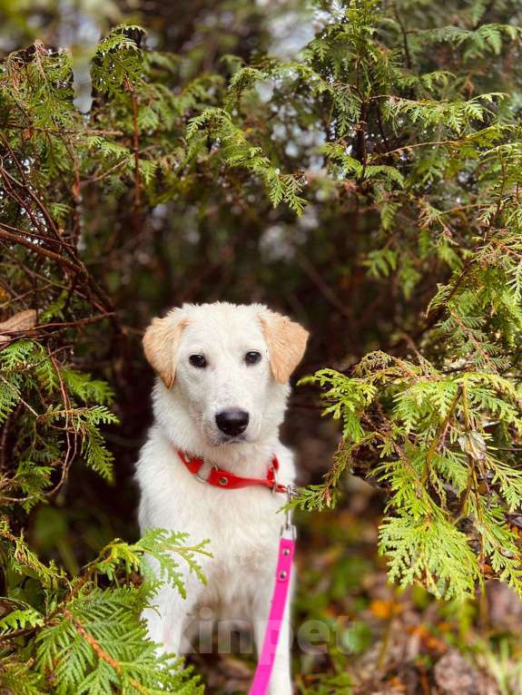 Собаки в других городах Московской области: Дэми якутенок Девочка, Бесплатно - фото 6