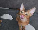 Кошки в Москве: Абиссинские котята ( свободен 1 мальчик) Мальчик, 20 000 руб. - фото 8