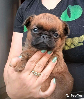 Пти-брабансон рыжий мальчик