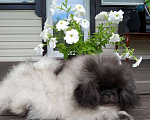 Собаки в Петрозаводске: Щенки породы Пекинес Мальчик, Бесплатно - фото 1