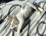 Кошки в Собинке: Котик в добрые руки Мальчик, Бесплатно - фото 2