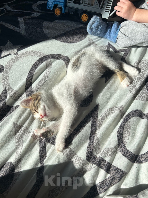 Кошки в Собинке: Котик в добрые руки Мальчик, Бесплатно - фото 2
