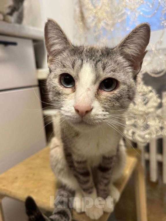 Кошки в Калуге: Кошка Девочка, Бесплатно - фото 1