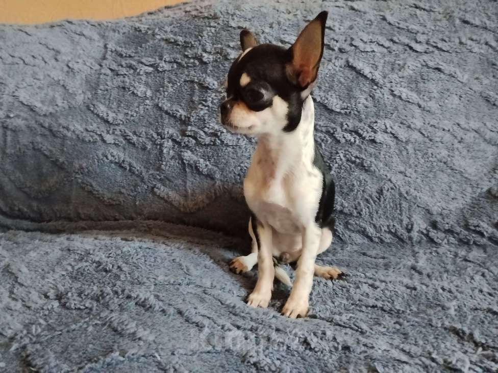 Собаки в Орле: Мини девочка, чихуахуа.  Девочка, 35 000 руб. - фото 4