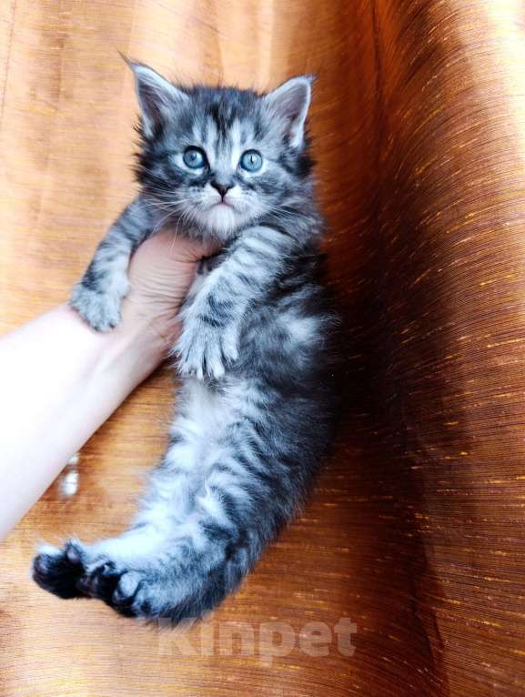 Кошки в Москве: Мейн кун девочка Девочка, 35 000 руб. - фото 1