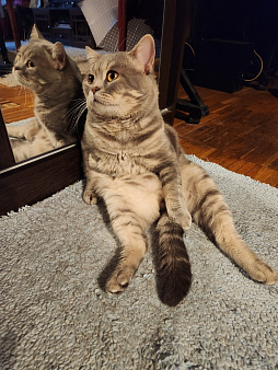 Отдать кота