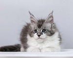 Кошки в других городах Ленинградской области: Мейн кун котята Девочка, 45 000 руб. - фото 5