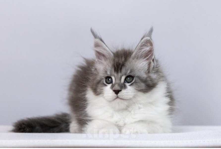 Кошки в других городах Ленинградской области: Мейн кун котята Девочка, 45 000 руб. - фото 5